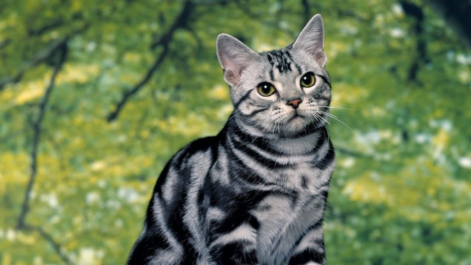 Британский бенгальский кот