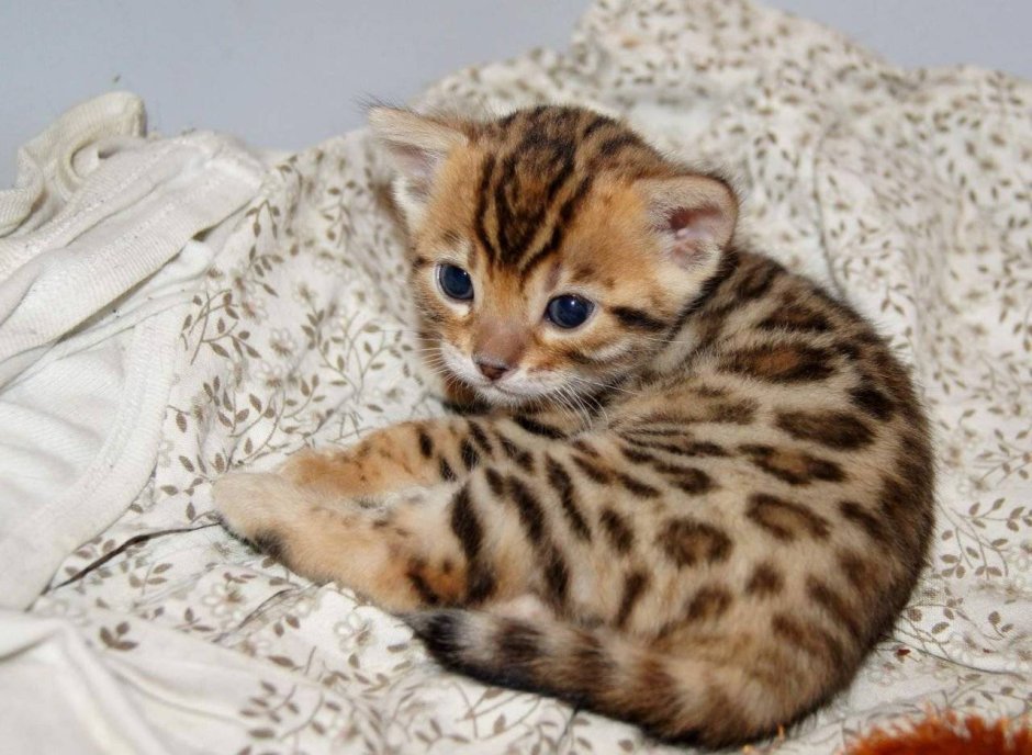 Бенгальский вислоухий кот