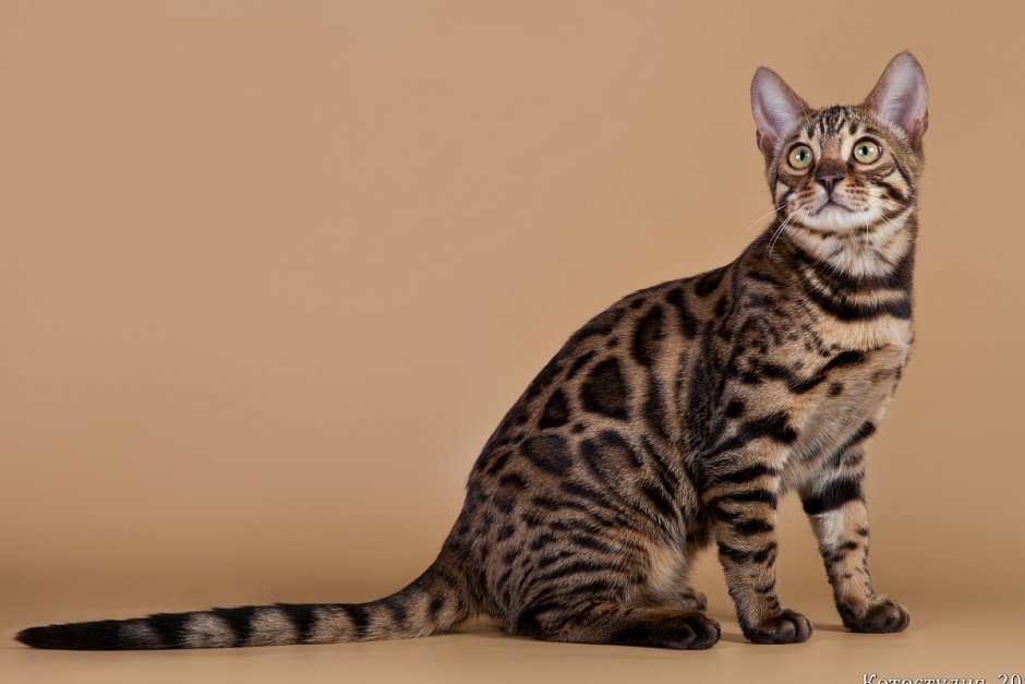 Калифорнийская кошка
