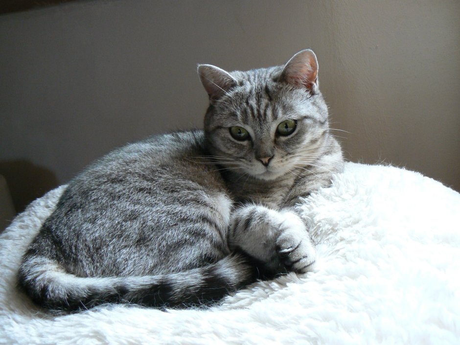 Британская кошка короткошерстная серая п