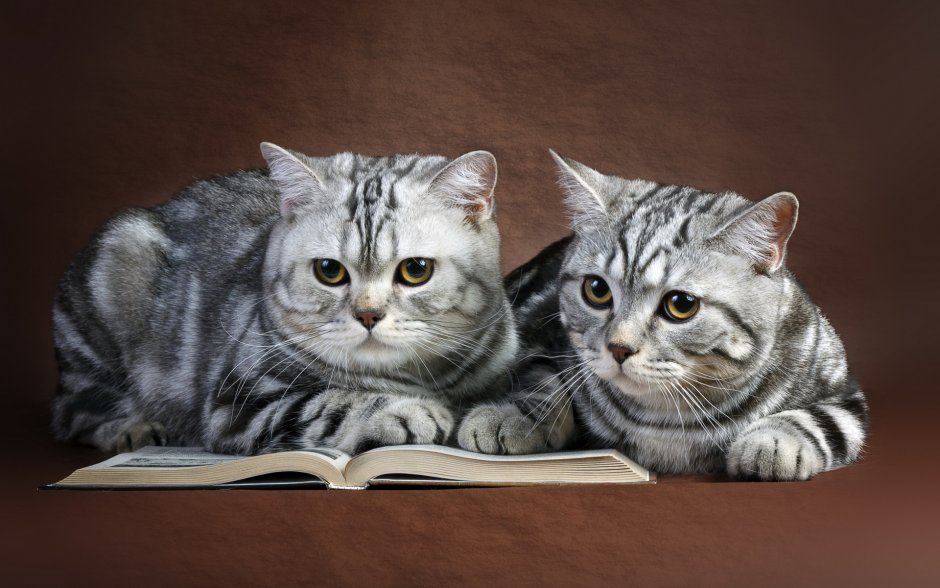 Скоттиш страйт серый