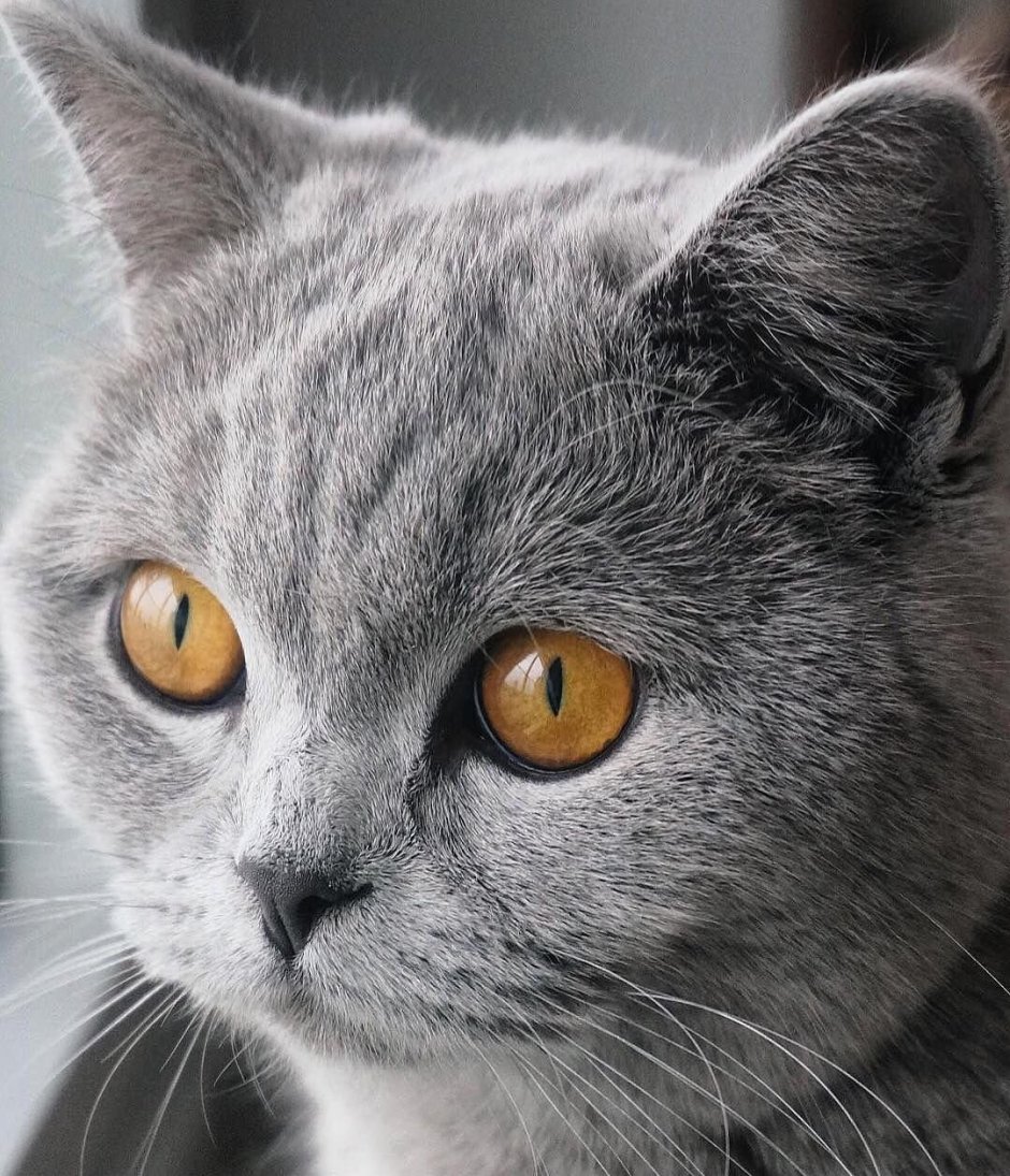 Кошка британская серая в полоску