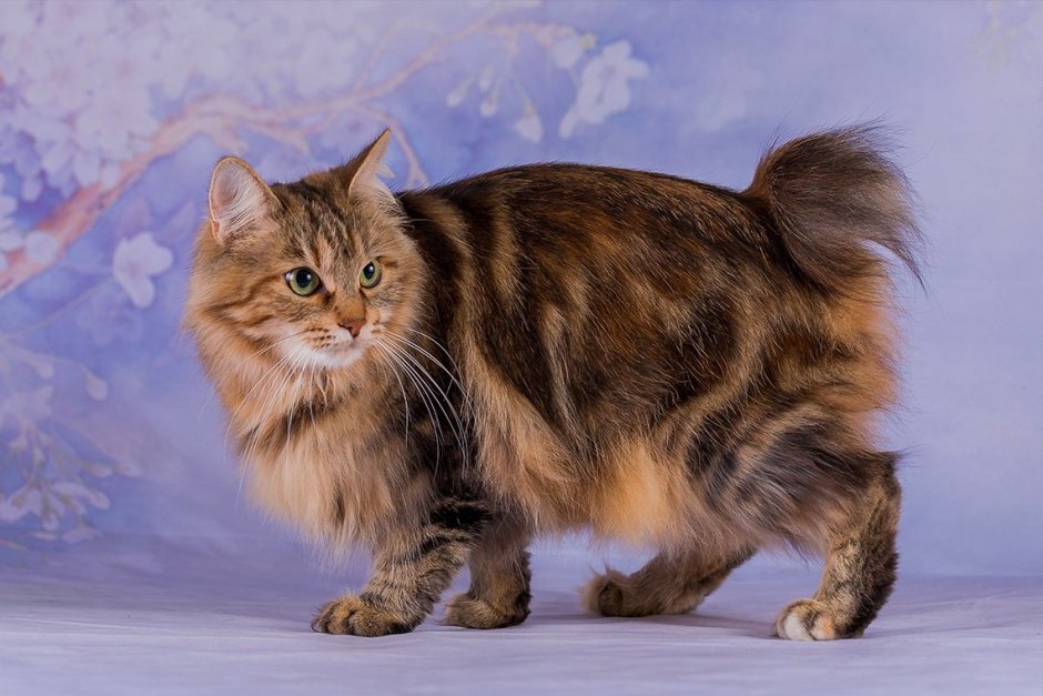 Рыжий кот с коротким хвостом