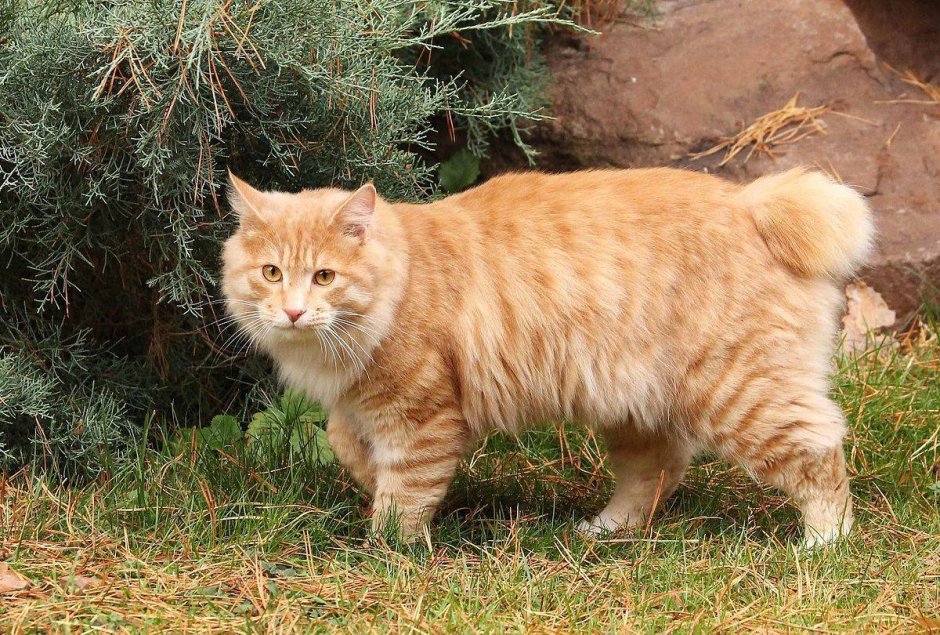 Кот Курильский бобтейл