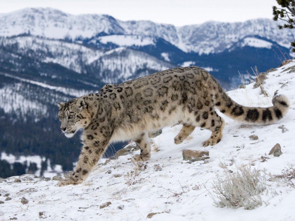 - Снежный Барс (Panthera uncia