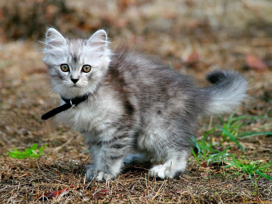 Кошка Сибирская британка