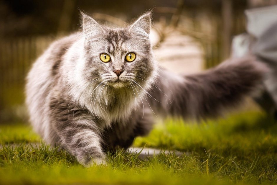 Сибирский кот серый