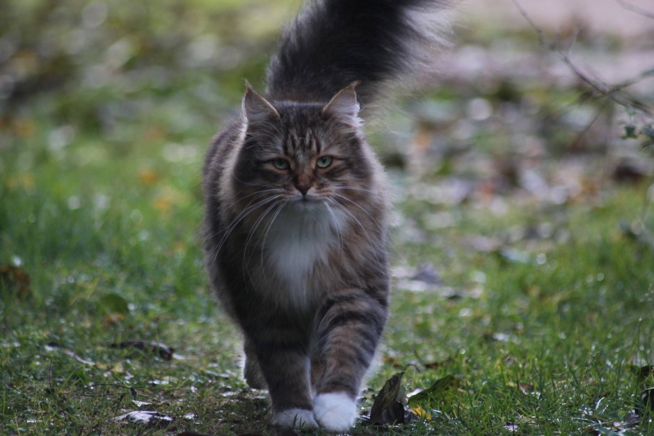 Норвежский Лесной кот домашний