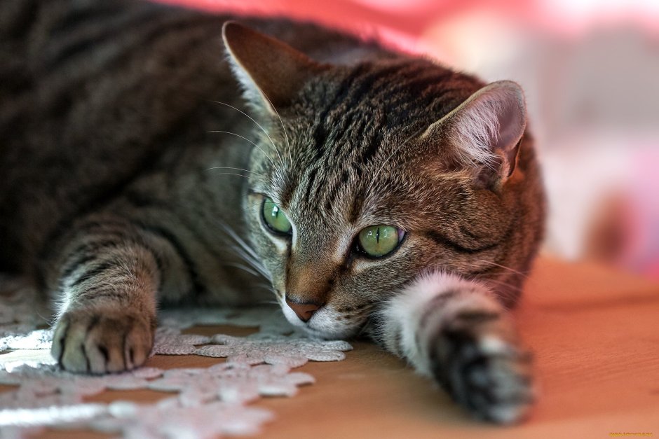 Котенок с зелеными глазами