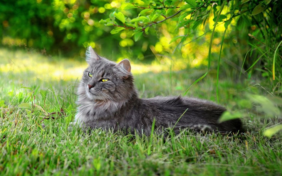 Кот в траве