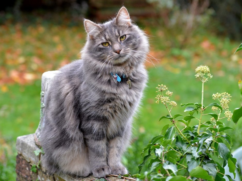Норвежская Лесная кошка дымчатая