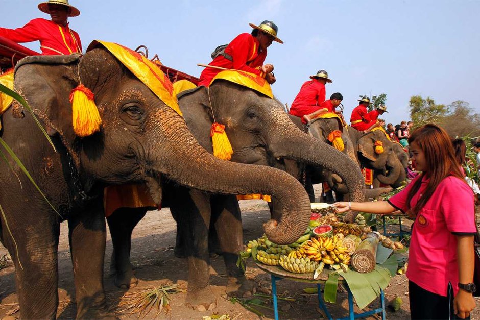 День тайского слона (Thai Elephant Day)