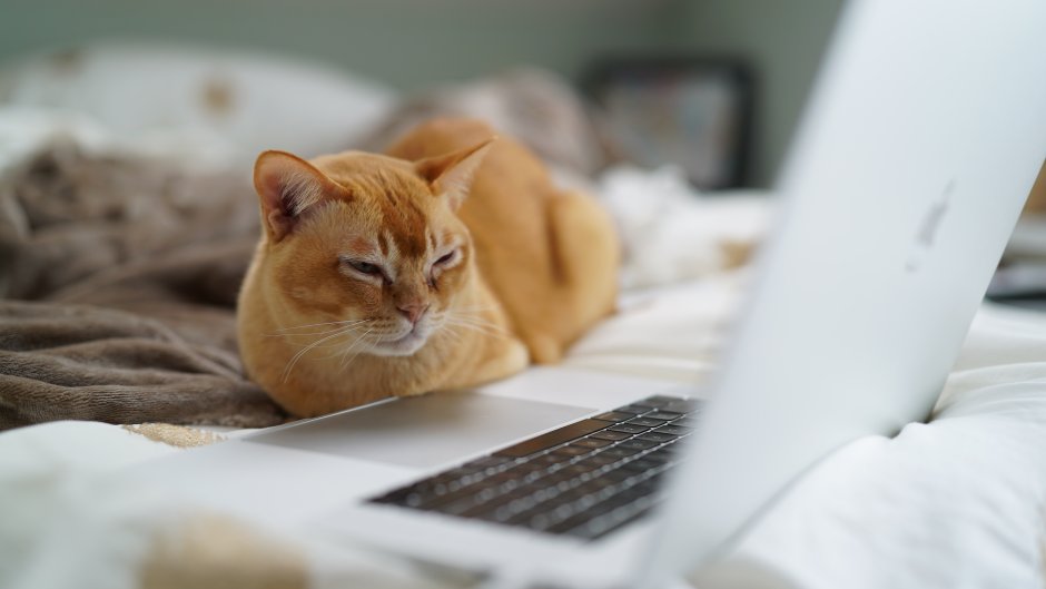 Коты за ноутбуком