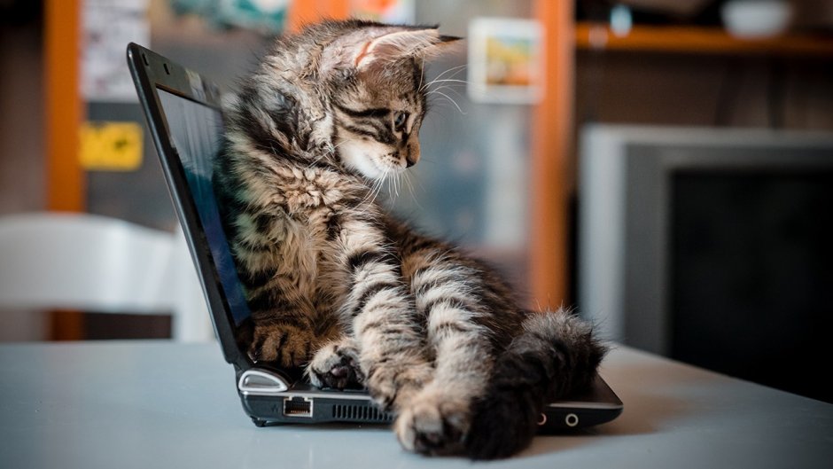 Котенок за ноутбуком