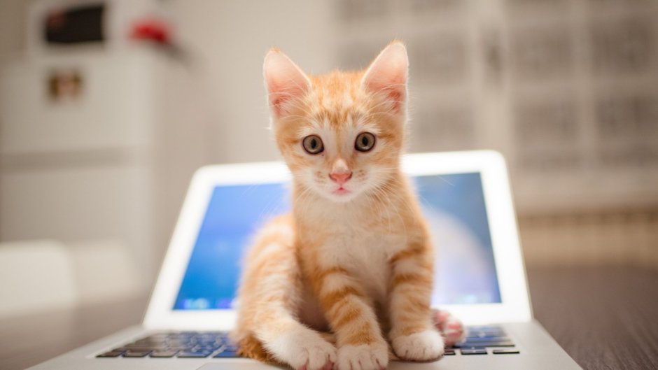 Котенок за компьютером