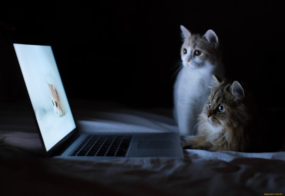 Котенок на ноутбуке