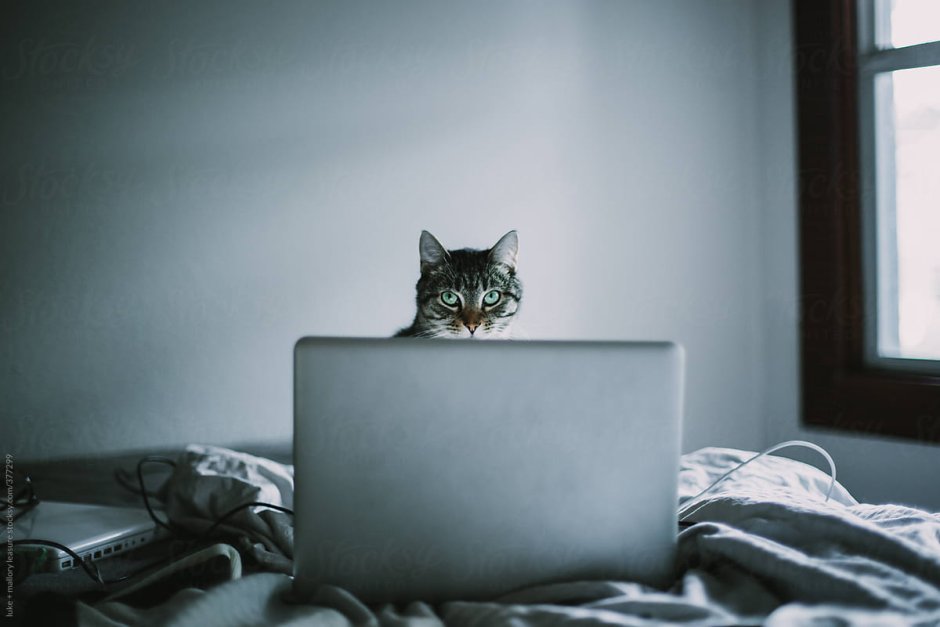 Кот выглядывает из за компа