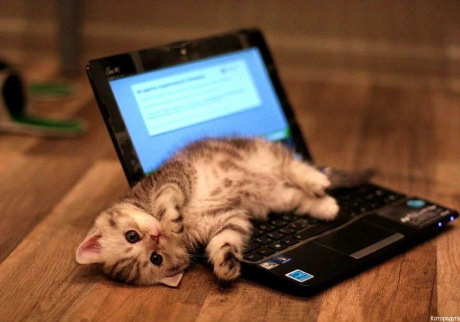 Коты за компьютером
