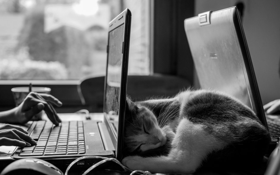 Коты за ноутбуком