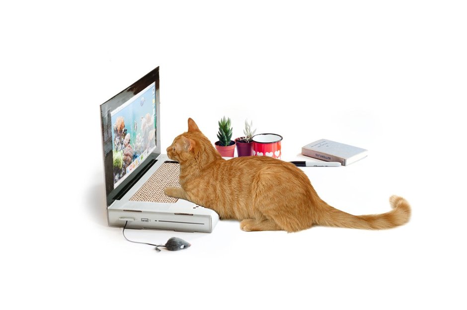 Котенок на ноутбуке