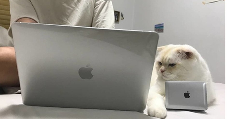 Котик с ноутбуком