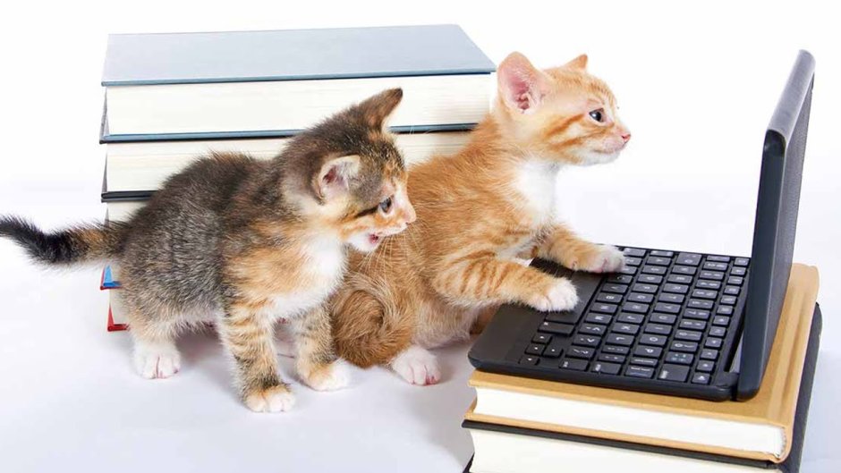 2 Котика за компьютерами