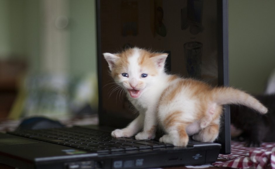 Маленький котенок за ноутбуком
