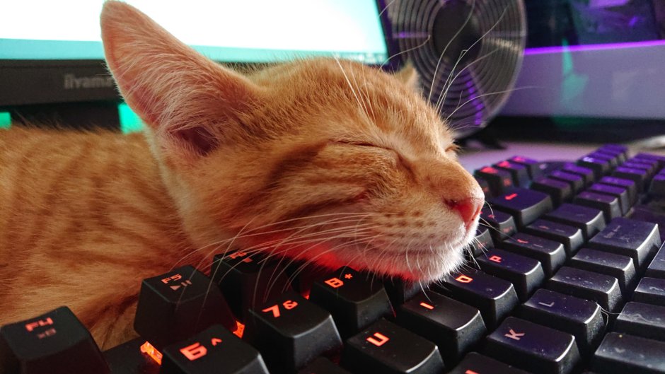 Котик с ноутбуком