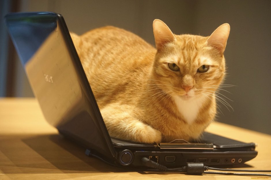 Котик за ноутбуком