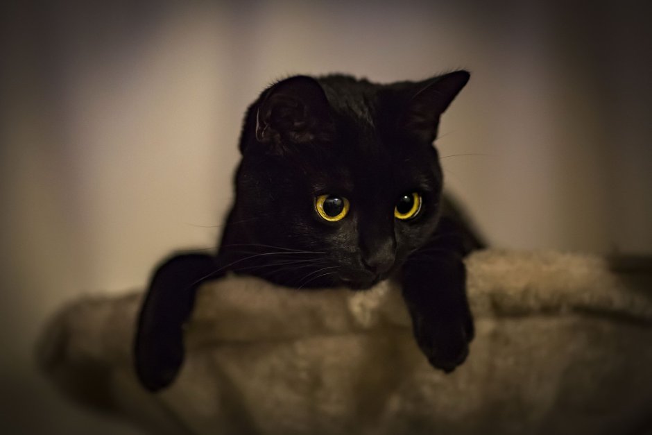 Черный кот на главный экран
