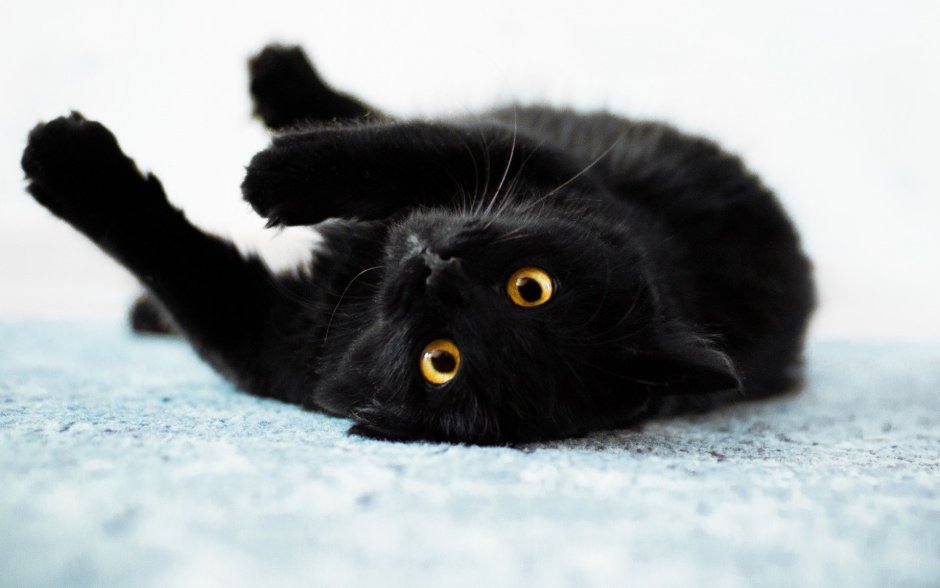 Чёрный котик