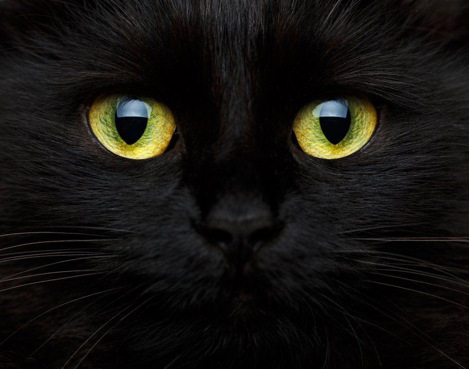 Морда черного кота