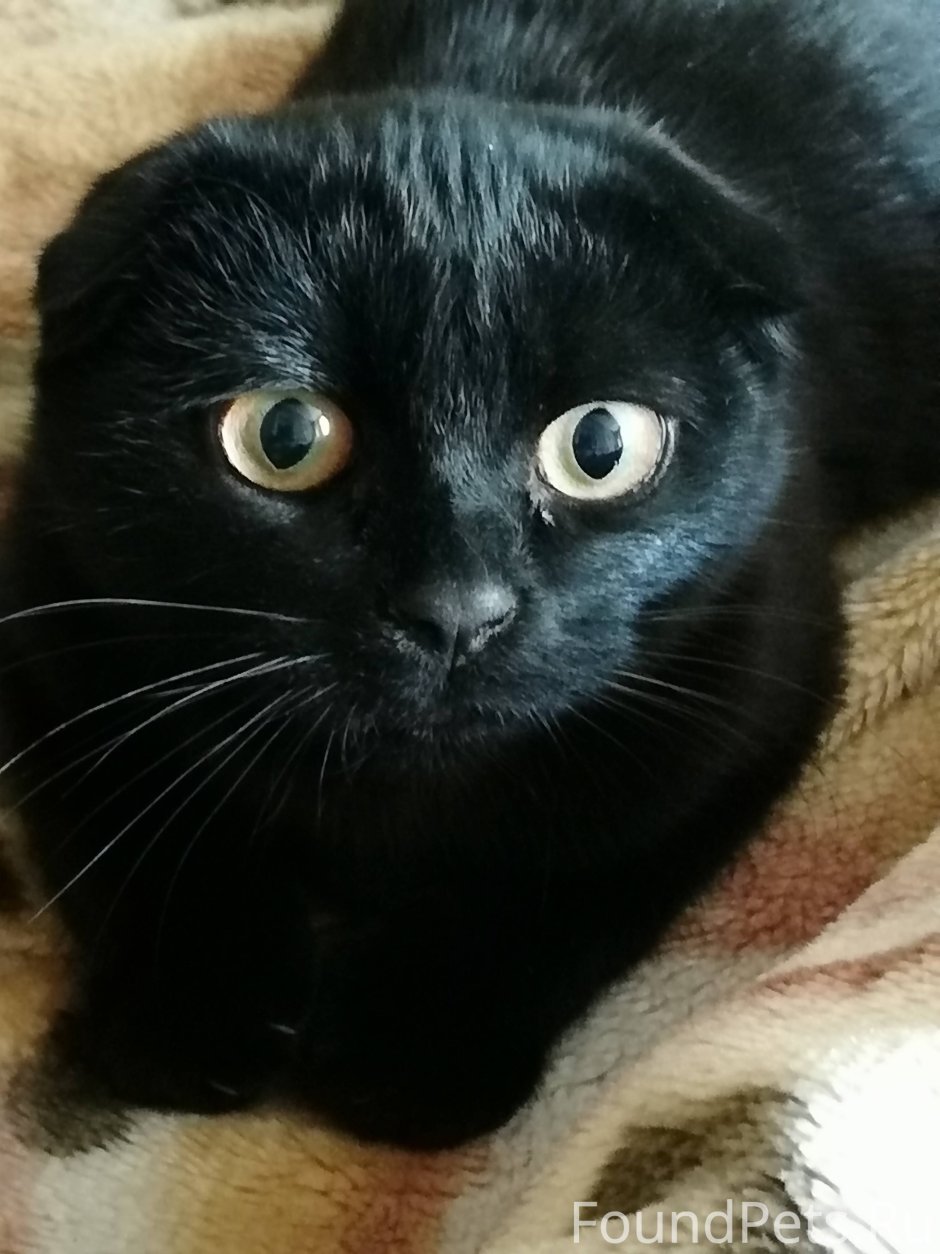 Шотландская вислоухая кошка черная