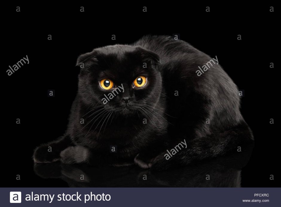 Шотландский вислоухий кот черный с желтыми глазами