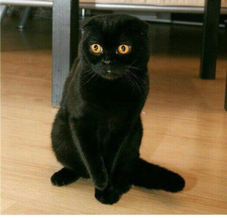 Скоттиш-фолд Шотландская вислоухая кошка черная