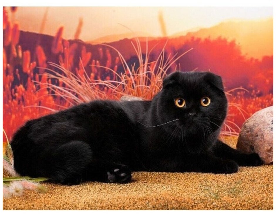Коты шотландский вислоухий черный кот