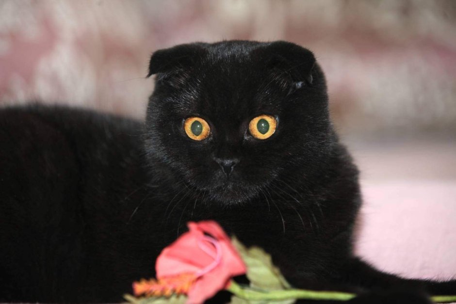 Шотландский вислоухий кот черный
