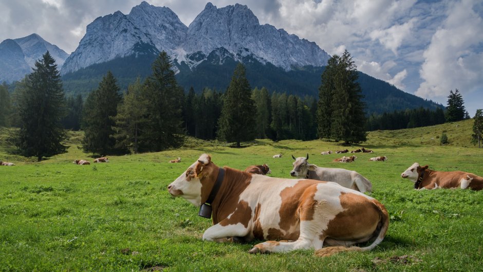 Альпийские Луга Швейцария