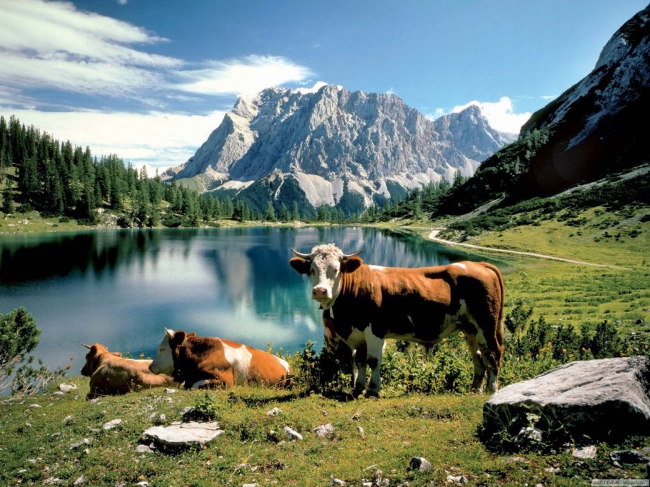 Альпийские Луга с коровами Швейцария