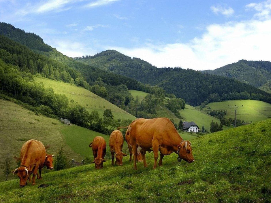 Коровы на альпийских лугах
