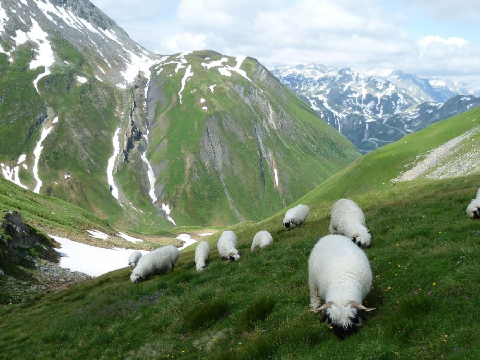 Альпийские Луга Швейцария бараны