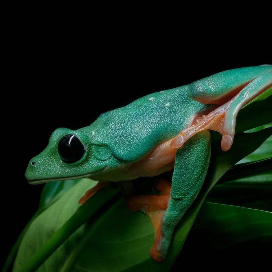 Agalychnis buckleyi
