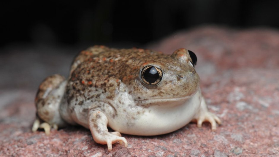 Eastern Spadefoot toad