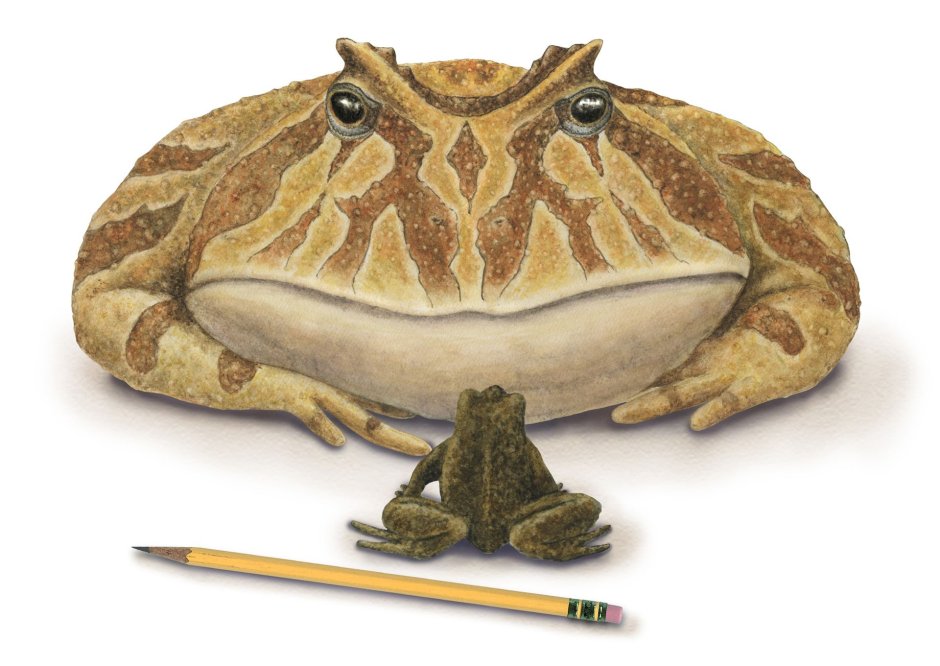 Beelzebufo жаба