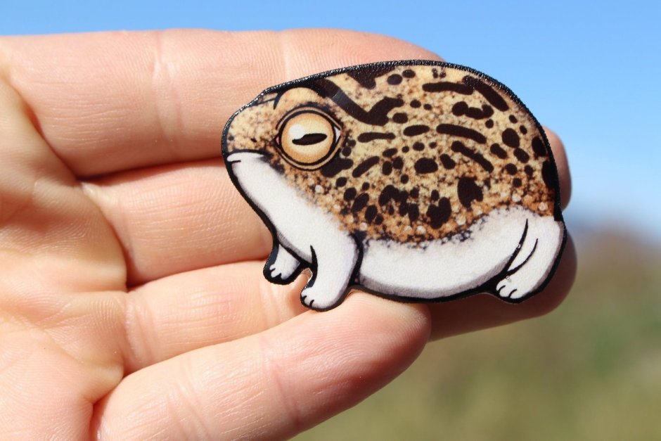 Desert Rain Frog cute