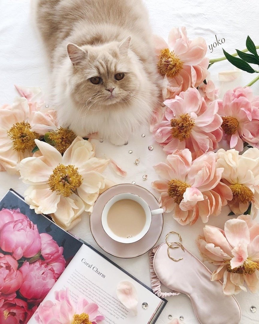 Котик с кофе и цветами