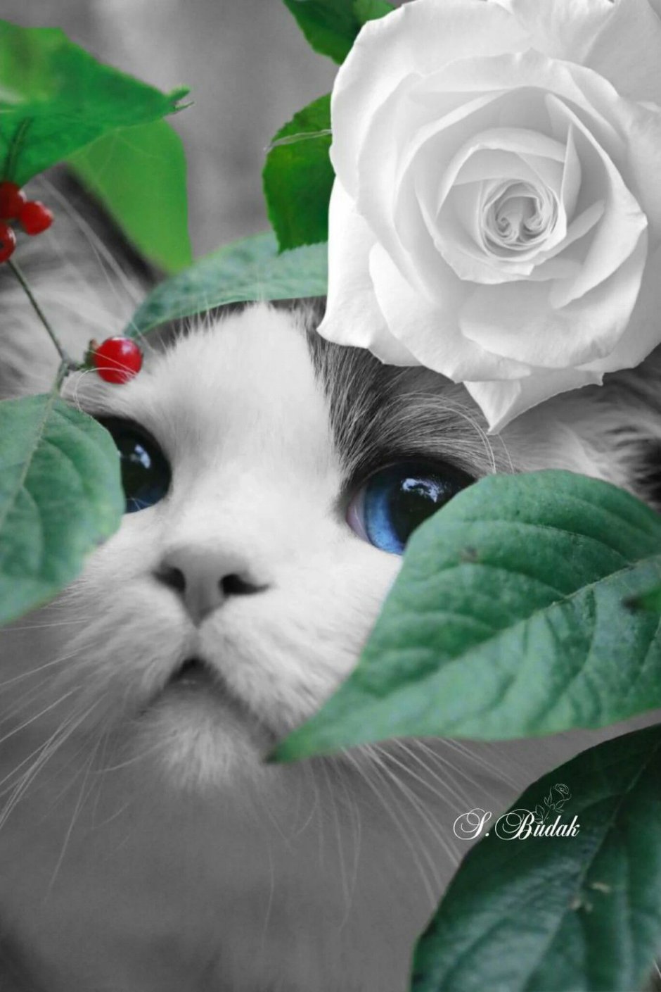 Белый котик с розой