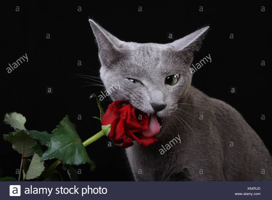 Кот с розой в зубах