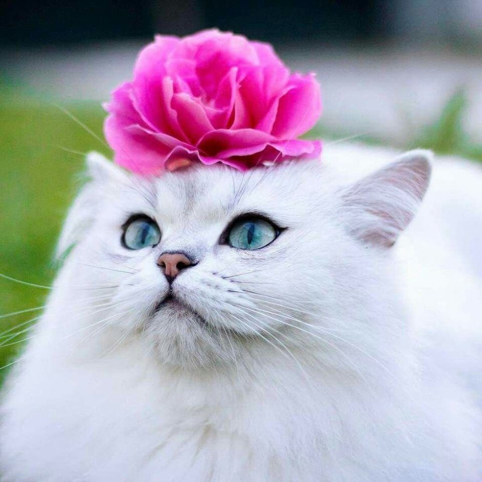 Розовый котенок