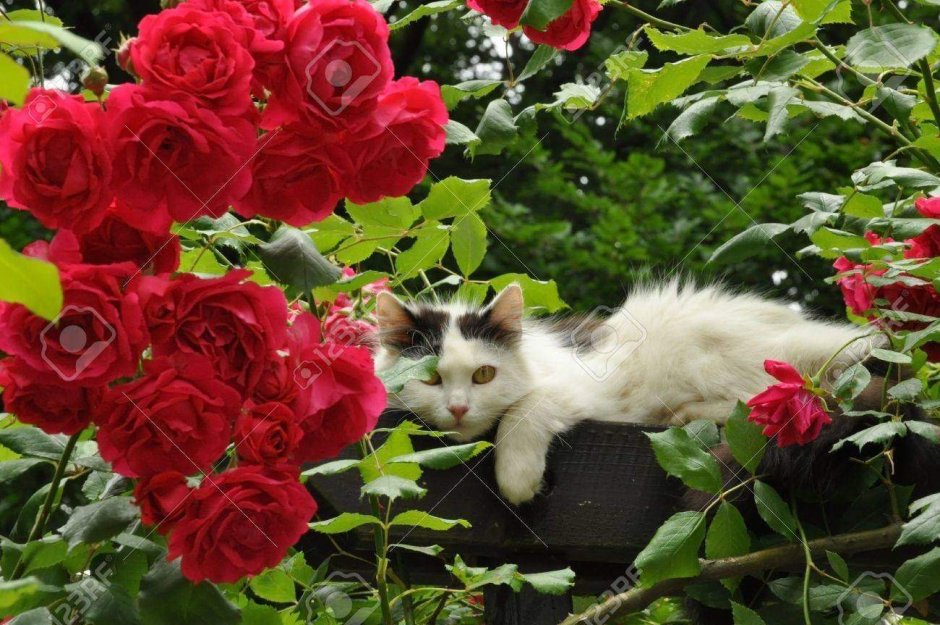 Кошки с розами